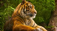 Sumatran Tiger9363614647 200x110 - Sumatran Tiger - Tiger, Sumatran